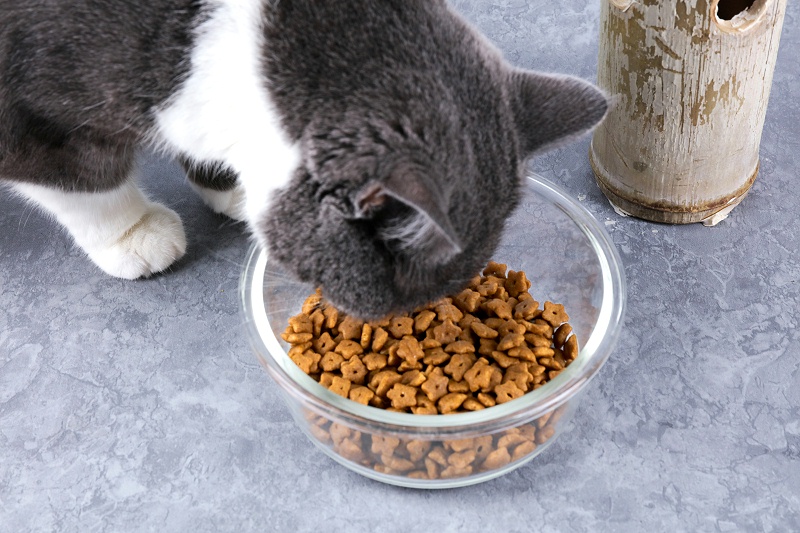 摄图网_501645947_宠物用品猫粮电商专用(企业商用)