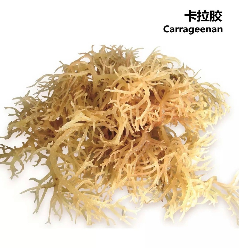卡拉胶的“脾气秉性”