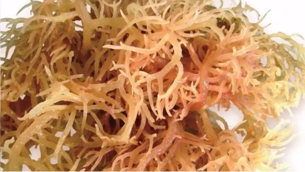 卡拉胶与魔芋胶强大的协合作用
